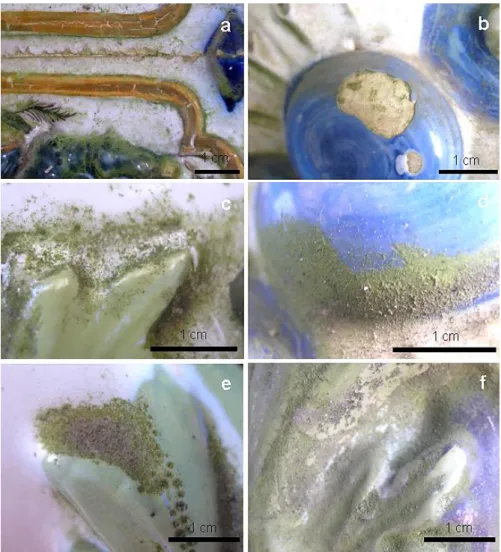 Fig. 3.2 Detailed image of the decayed tiles. (a) Flaking on the border of a tile. (b) Growth of the  biofilm on the ceramic body on a lacuna