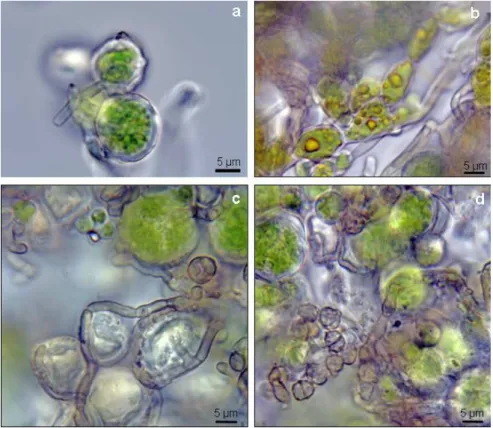 Fig.  3.5  Micrographs  of  the  biofilm  samples  observed  by  light  microscope.  (a)  Trebouxia  cells  surrounding  by  hyaline  hyphae  of  fungi