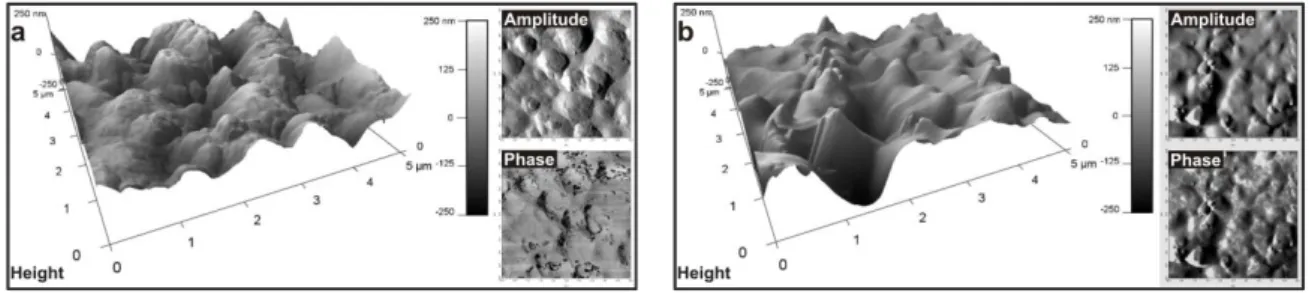 Figure 5.6 - 2D and 3D rendering of the AFM image set of height/topography, amplitude and phase (a)  Unvarnished reference sample of tempera painting; (b) Unvarnished reference sample of oil painting