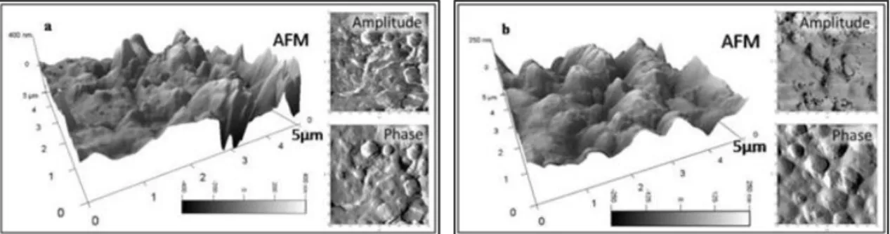 Figure 5.8  2D and 3D rendering of the AFM image set of topography, amplitude and phase (a) Tempera  painting sample after cleaning; (b) Unvarnished reference sample of tempera painting