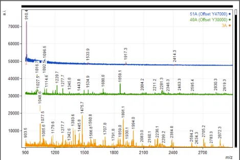 Figure 5.15 – MALDI-TOF-MS analysis of the material retrieved from the cotton swabs used on samples of  egg white varnish on oil painting (OG-EW) samples, with E1 formulations (3A-Gel, 40A-IL1 and 51A-IL2).