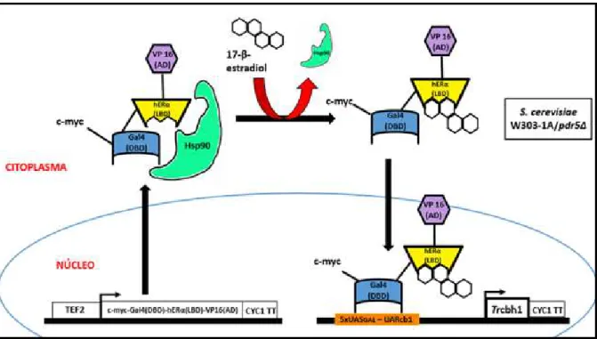 Figura 7.   Sistema de expressão de proteínas  induzido por estradiol.Na  ausência do indutor,  o  fator  de  transcrição  quimérico  c-myc-Gal4(DBD)-hERα(LBD)-VP16(AD)  permanece  sequestrado  no  citoplasma associado à chaperona Hsp90