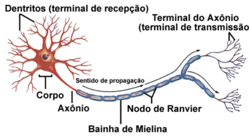 FIGURA 1 – Modelo esquemático do neurônio biológico. (BADIN, 2011). 