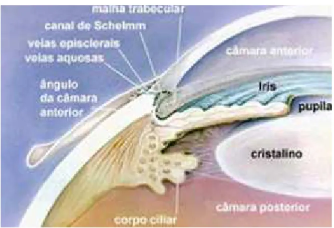 Figura 1.2: Anatomia do olho equacionando aspectos envolvidos no glaucoma primário de ângulo aberto  (Portal do “Glaucoma”, 2010)