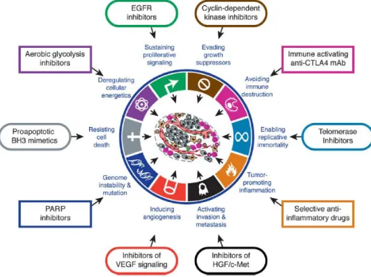 Figure  1.5:  Therapeutic  targeting  of  the  Hallmarks  of  Cancer.  Drugs  that  interfere  with  each  of  the   acquired  abilities  necessary  for  tumor  growth  and  progression  have  been  developed  and  are  in  clinical trials [30]