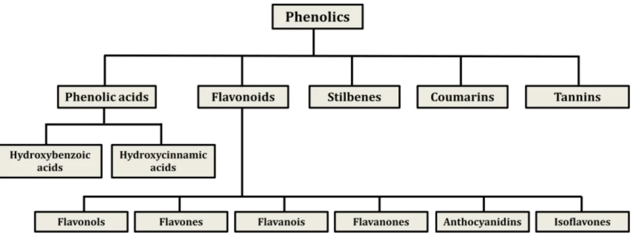 Figure 1.7: Schematic classification of phenolic compounds reported to have health benefits (adapted  from [47])