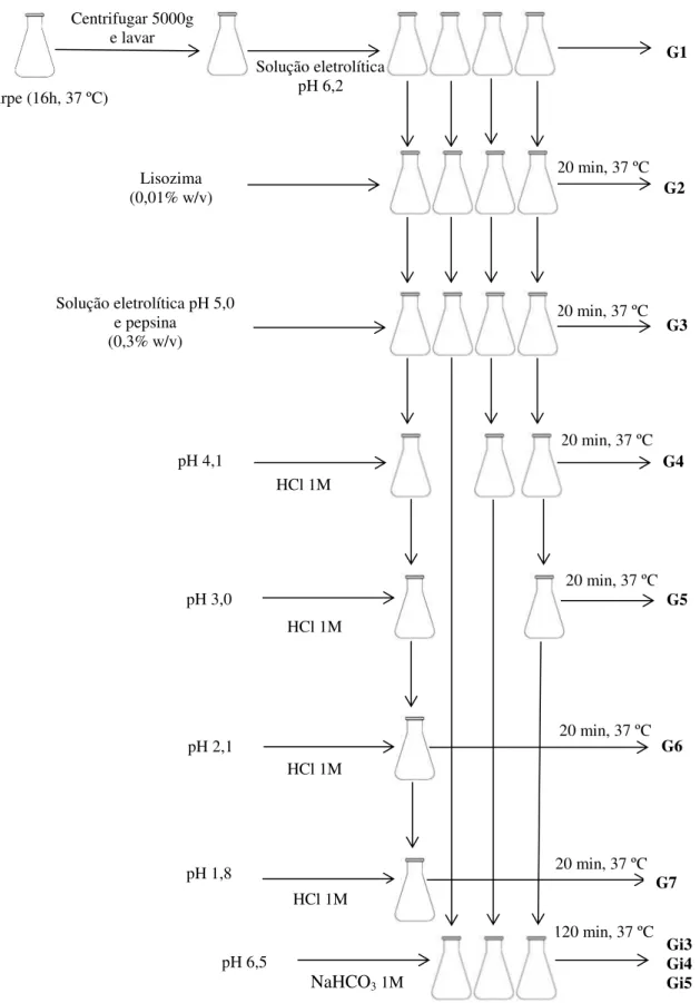 Figura 3.1 Representação esquemática do ensaio in vitro para simulação das condições gastrointestinais  humanas