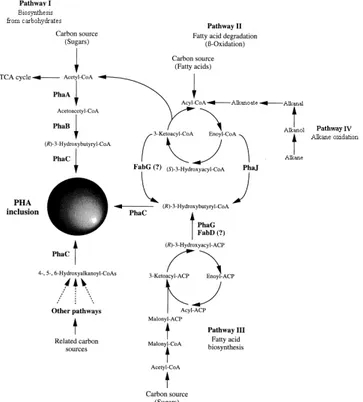 Figure  1.4  –  Four  major  metabolic  pathways  that  lead  to  the  formation  of  the  PHA  monomers