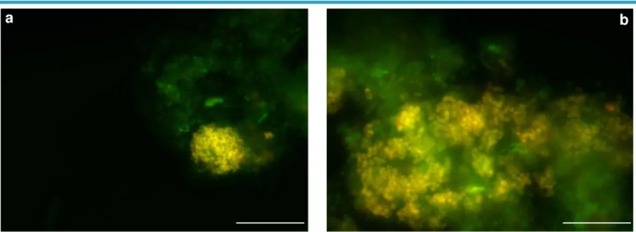 Figure 3.4 – FISH images show (a) the Paracoccus population just before inoculation and (b) after  the pre - selection