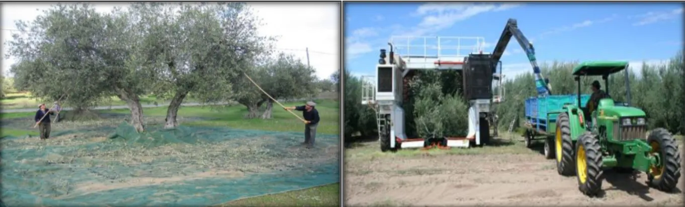 Figura  1.2  -  Colheita  de  azeitona  realizada  com  recurso  a  varas  e  colheita  de  azeitona  realizada  mecanicamente (da esquerda para a direita) (García-González &amp; Aparicio, 2011; Vidal &amp; Vidal, 2011)