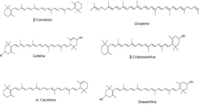 Figura  1.7  -  Estruturas  químicas  dos  carotenoides  mais  abundantes  no  plasma  humano  (Arscott  &amp; 