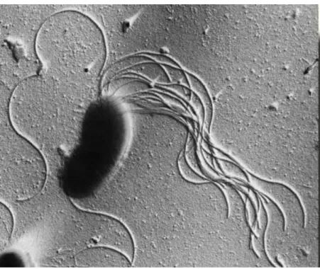 Figura 2.1- Pseudomonas fluorescens obtida através de microscopia eletrónica. Adaptado de