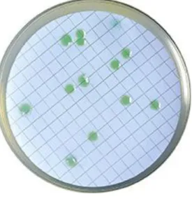Figura 2.3- Colónias características de Pseudomonas aeruginosa em Pseudomonas agar base/ CN- CN-agar- bioser Adaptado de http://www.bioser.com/en/p/1159/cn-CN-agar-para-pseudomonas/ 