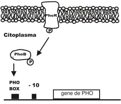 Figura  2  -  Sistema  regulatório  PhoB-PhoR.  Quando  o  meio  externo  apresenta  uma  concentração  de  Pi  abaixo  de  4  M,  a  proteína  de  membrana  PhoR  se  autofosforila  assumindo  sua  forma  ativada,  posteriormente  ela  transfere  o  grupo