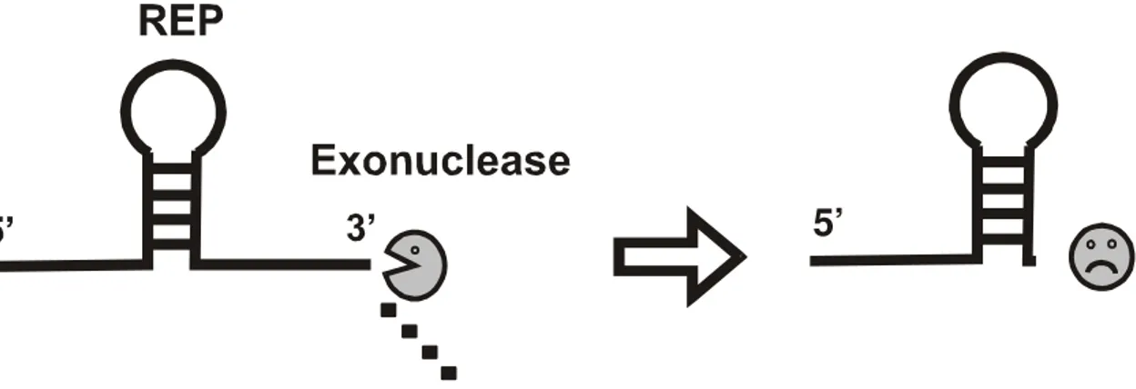 Figura  5  -  Esquema  ilustrando  a  estabilização  do  mRNA  por  seqüências  REP.  As  exonucleases  têm  sua  ação  bloqueada  por  RNA  dupla  fita,  desta  forma,  a  estrutura  secundária  formada  pela  seqüência  REP  conserva  a  mensagem  locali