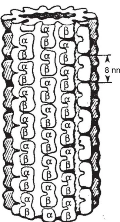 Figura 2.4.3. Microtúbulo com respectivas subunidades (tubulinas) 112 . 