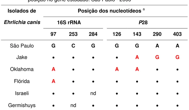 Tabela  2  –  Diferenças  de  nucleotídeo  dos  genes  16S  rRNA  e  P28  do  isolado  São  Paulo  de  Ehrlichia  canis  frente  a  outros  isolados,  segundo  a  posição no gene estudado