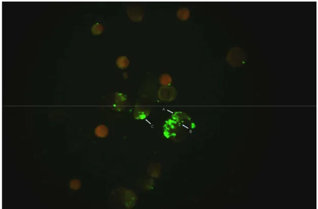 Figura  2  -  Fotomicrografia  de  células  DH82  infectadas  com  Ehrlichia  canis  com  reação fluorescente positiva (setas)