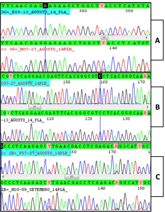 Figure  1.  Chromatograms  obtained  after  sequencing  PCR  products  from  single  cysts