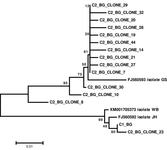 Figure 3. Evolutionary relationships of bg sequences. Sequences starting with C2 are alleles  cloned  from  cyst  2