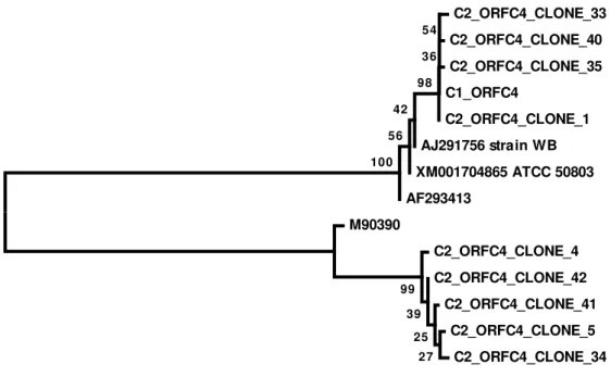 Figure  4.  Evolutionary  relationships  of  orfc4  sequences.  Sequences  starting  with  C2  are  alleles cloned from cyst 2