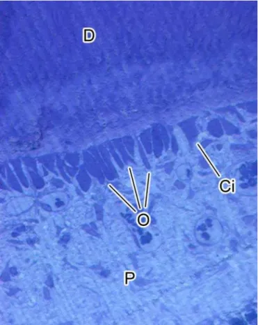 Figura 10 - Fotomicrografia mostrando superfícies dentinárias  revestidas por odontoblastos colunares (O) que se  alternavam com células de morfologia irregular (Ci), 7 dias  após a indução da extrusão