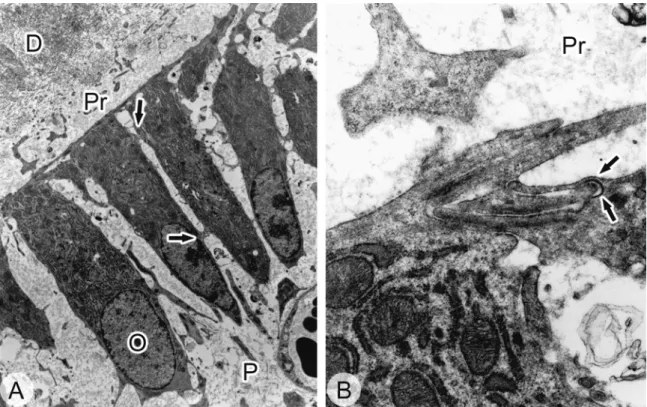 Figura 11 -  Em A, eletromicrografia mostrando área regular de pré-dentina  margeada por odontoblastos originais remanescentes