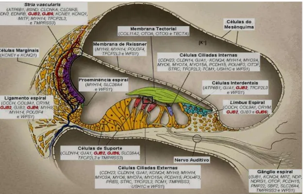 Figura 2.18 - Esquema da cóclea e do órgão de Corti onde estão representados os genes envolvidos na  surdez e os locais onde os seus produtos são expressos