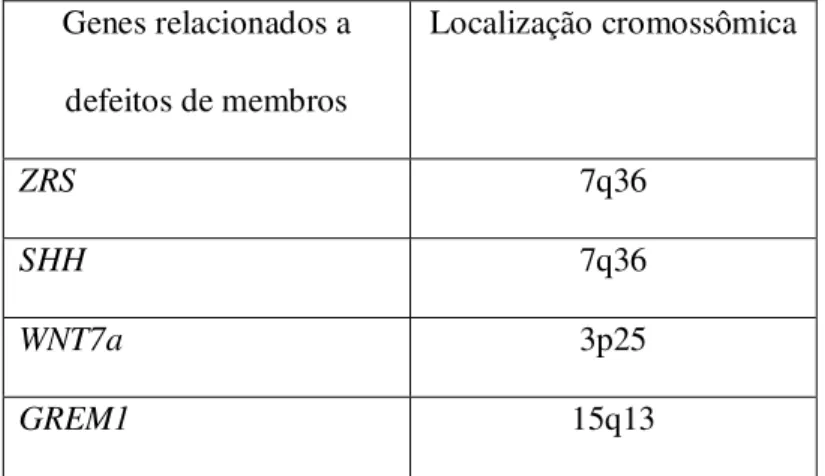 Tabela 2. Relação de alguns genes importantes na formação dos membros  durante a embriogênese e suas respectivas localizações