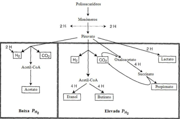 Figura 2.2 – Produtos do metabolismo fermentativo mediante a pressão parcial de H 2