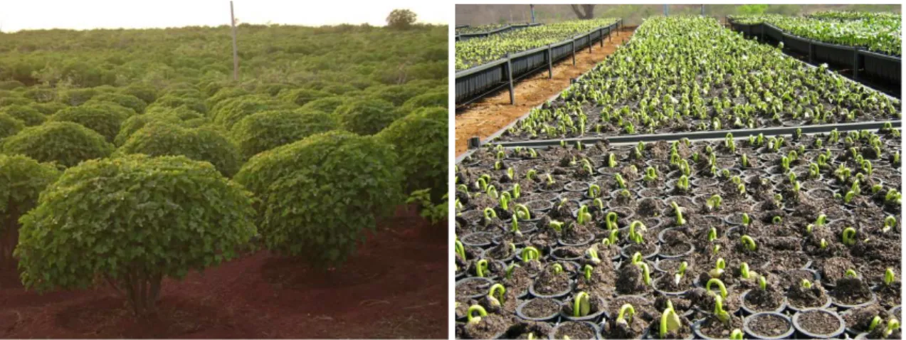 Figure 4 – Aspects of J. curcas L. cultivation: plantation field on the left (source: www.biofuelsdigest.com)  and nursery on the right