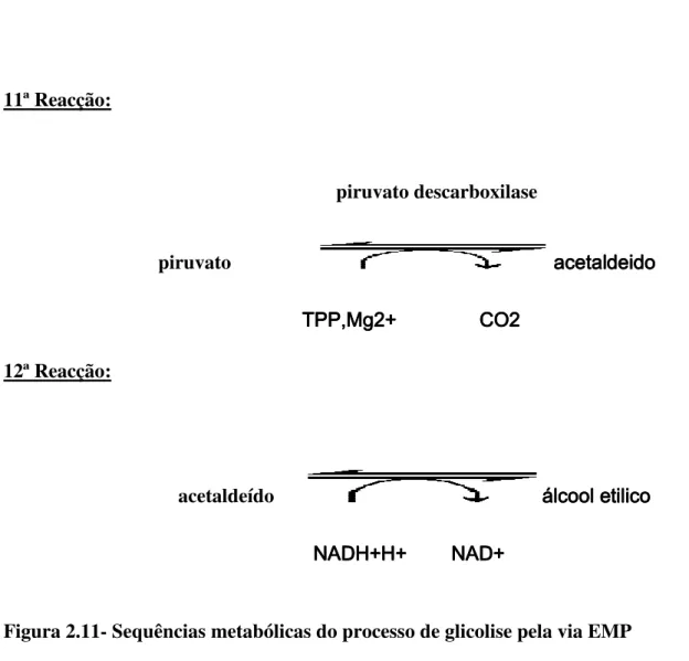 Figura 2.11- Sequências metabólicas do processo de glicolise pela via EMP  