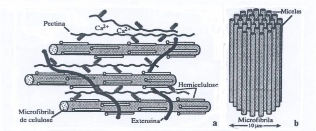 Figura 2.3- Estrutura da parede celular primária de uma célula vegetal e de uma  microfibrila de celulose (Pais e Barroso, 1999) 