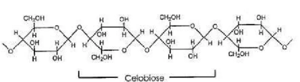 Figura 2.4- Modelo estrutural da celulose (Fengel e Wegener 1989) 