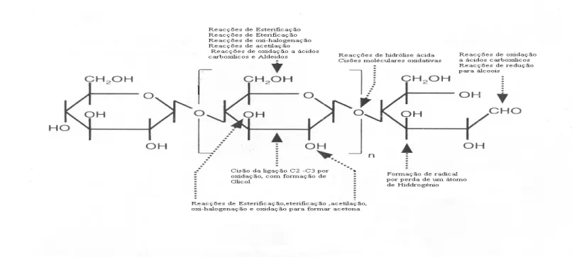 Figura 2.5- Posições onde a estrutura de celulose sofre as principais modificações  químicas ( David, N.&amp; Shiraishi, S.,2000)  
