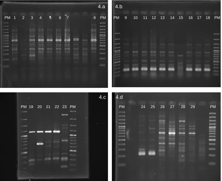 Figura 4.  Eletroforese em gel de agarose dos perfis de amplificação pela técnica de                            ERIC-PCR