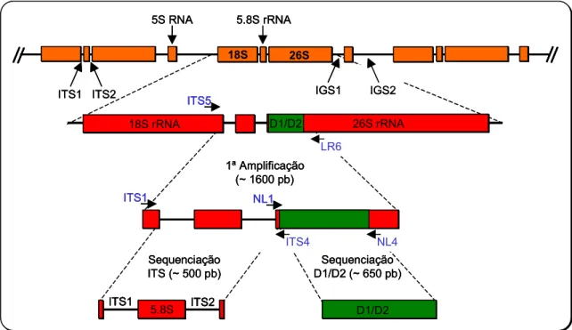 Figura 2.3. Esquema da organização mais frequente dos genes do rRNA na unidade de rDNA em  leveduras, e localização da região D1/D2, região ITS e dos primers (indicados a azul) utilizados para  a sequenciação das duas regiões (Conserved primer sequences fo