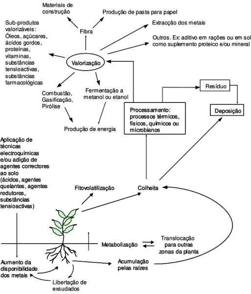 Figura 2.2: Processos envolvidos na fitoextracção (Fonte: Fernando, 2005). 