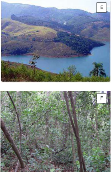 Figura 9  – E: Foto geral do fragmento 2; F: Foto sub-bosque do fragmento 2,   Piracaia, março, 2011 