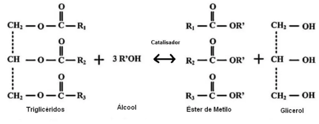 Figura  1.3  –   Esquema  simplificado  da  reacção  de  transesterificação  de  triglicéridos  (Adaptado de T