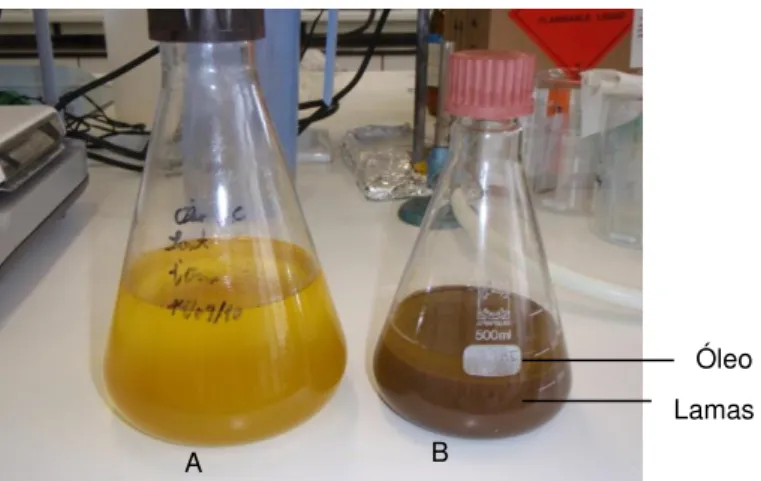Figura 3.1. (A) óleo de sementes de Santiago extraído com seletor de pressão com boca de tubulação de  10 mm (S10), após 1ª decantação; (B) óleo/lamas S10 submetido a 2ª decantação