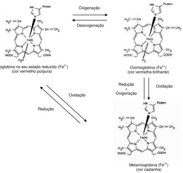 Figura 1.12: Reacções de interconversão entre as diferentes formas de mioglobina (Pegg e Shahidi,  2000)