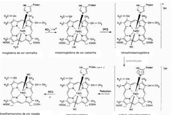 Figura 1.19: Mecanismo proposto para o processo de cura dos produtos cárneos curados (Killday et  al, 1988)