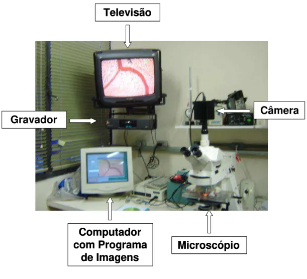 Figura  5.  Sistema  de  microscopia  intravital  composto  dos  seguintes  equipamentos:  uma  televisão,  um  gravador  de  imagens, um computador contendo um programa de imagens,  um microscópio e uma câmera 