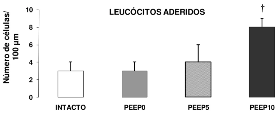 Figura  10.  Leucócitos  aderidos  (número  de  células/100  µm  da  vênula)  em  vênulas  pós-capilares  no  mesentério  (média  ±  DP)  nos  grupos  INTACTO,  PEEP0, PEEP5 e PEEP10 ( †, p&lt;0,05 vs outros grupos) 