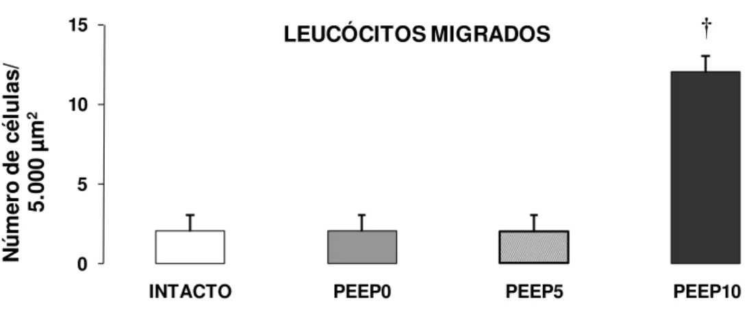Figura 11. Leucócitos migrados (número de células/5,000 µm 2 ) em vênulas  pós-capilares  no  mesentério  (média  ±  DP)  nos  grupos  INTACTO,  PEEP0,  PEEP5 e PEEP10 ( †, p&lt;0,05 vs outros grupos) 