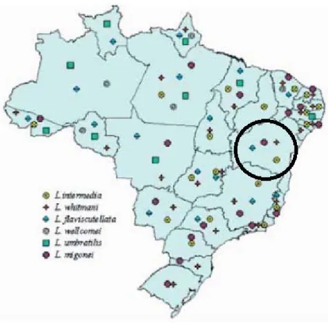 Figura 2 - Distribuição das principais espécies vetoras da LTA no Brasil. 
