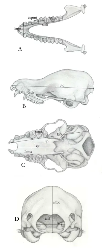 Figura 2: Medidas aferidas na maxila inferior e no crânio. Vista da superfície de oclusão (A) da 