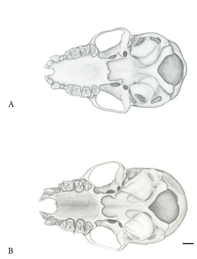 Figura  9:  Vista  ventral  do  crânio  de  A.  Myotis  albescens  (MZUSP  –  F41607)  e  B