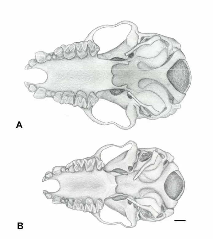 Figura 15: Vista ventral do crânio de A. Myotis ruber (MZUSP 30808) e B. Myotis riparius (MZUSP  32588)